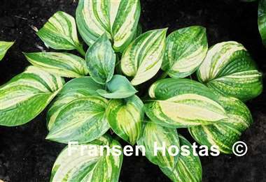 Hosta Dorothy Benedict