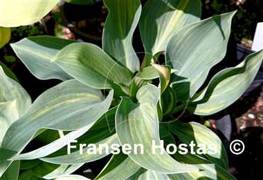 Hosta Dorset Clown