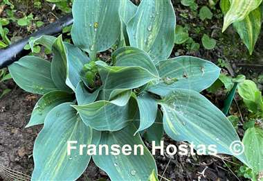 Hosta Dorset Clown