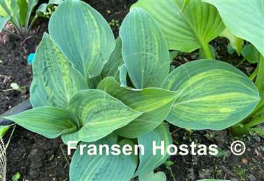 Hosta Dorset Clown
