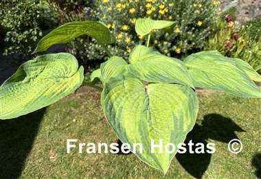 Hosta Double D Cup