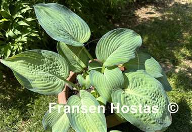 Hosta Double D Cup