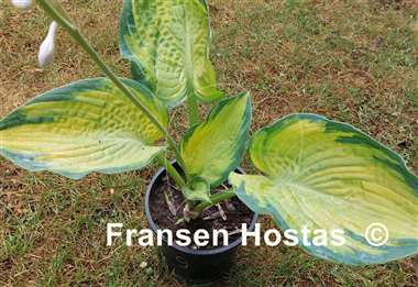 Hosta Double D Cup