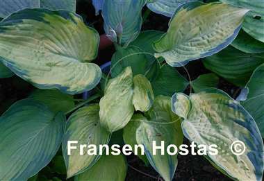 Hosta Double D Cup