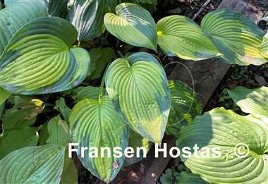 Hosta Double D Cup