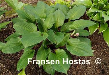 Hosta Dracula