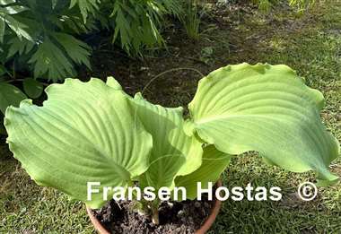 Hosta Dragon's Dream