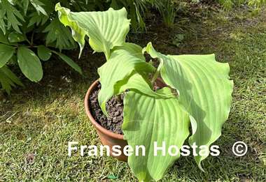 Hosta Dragon's Dream