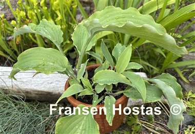 Hosta Dragon's Dream