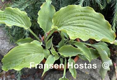 Hosta Dragon's Dream