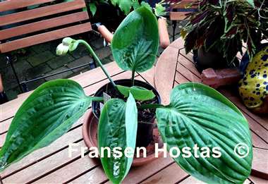 Hosta Dream Boat