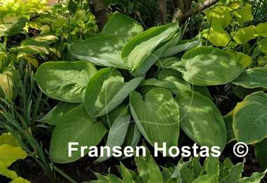 Hosta Dream Boat