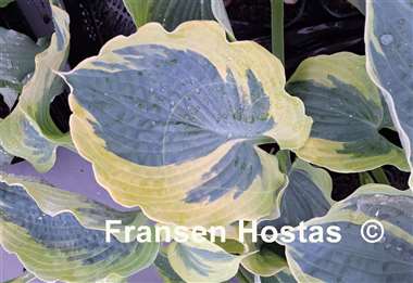Hosta Dream Designer