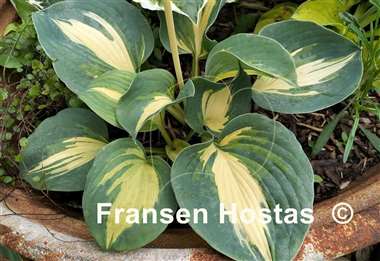 Hosta Dream Queen