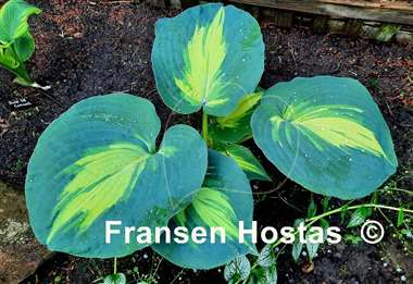Hosta Dream Weaver
