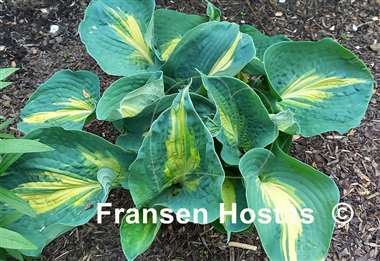 Hosta Dream Weaver