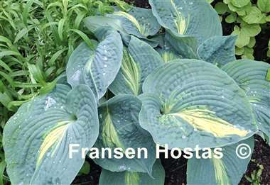 Hosta Dream Weaver