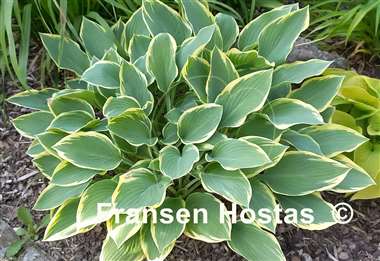 Hosta Dress Blues