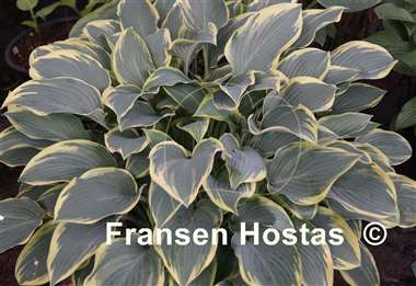 Hosta Dress Blues