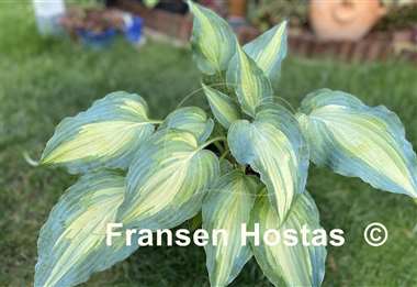 Hosta Dressed to Kill