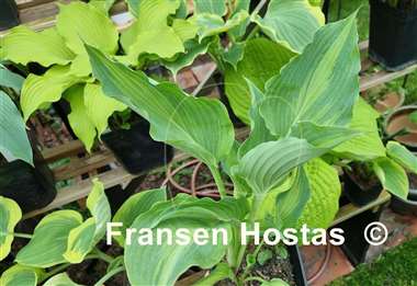 Hosta Dressed to Kill