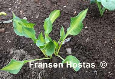 Hosta Dressed to Kill