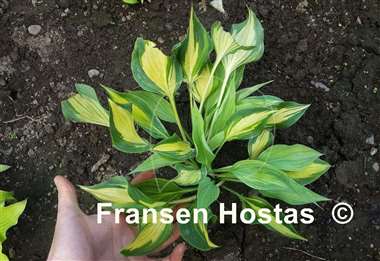 Hosta Dressed to Kill
