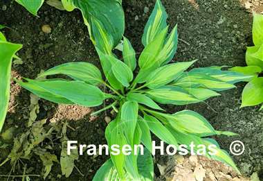 Hosta Dressed to Kill