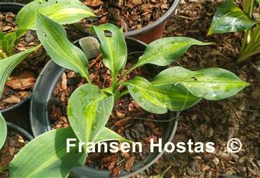 Hosta Dressed to Kill