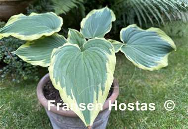 Hosta Drop-dead Gorgeous