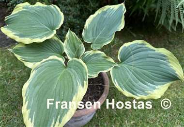 Hosta Drop-dead Gorgeous