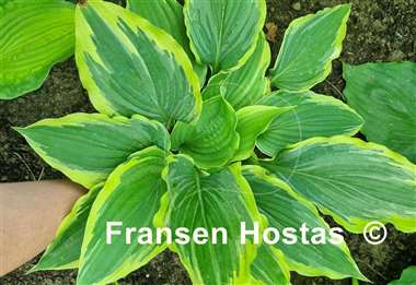 Hosta Drop-dead Gorgeous