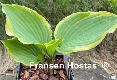 Hosta Drop-dead Gorgeous