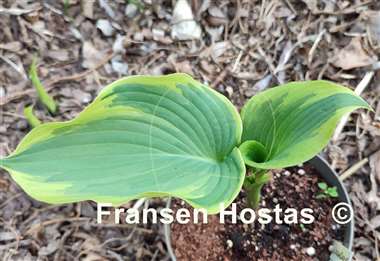 Hosta Drop-dead Gorgeous