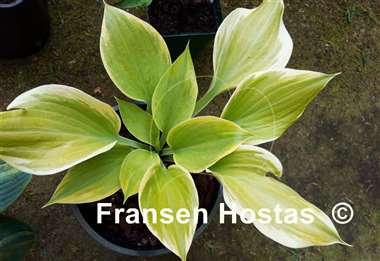 Hosta Dutch Flame
