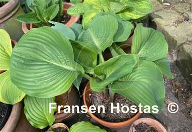 Hosta domaine de courson