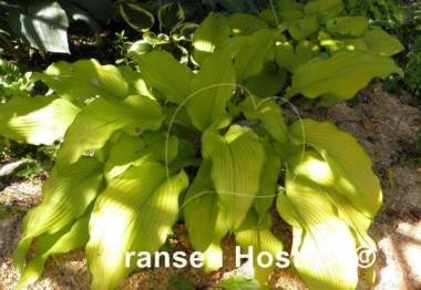 Hosta Dab a Green