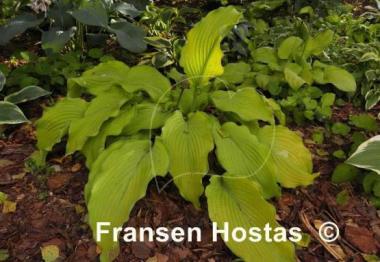 Hosta Dab a Green