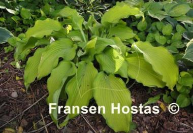 Hosta Dab a Green