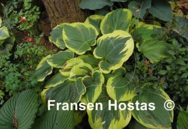 Hosta Daddy Boomer