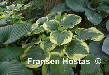 Hosta Daddy Boomer