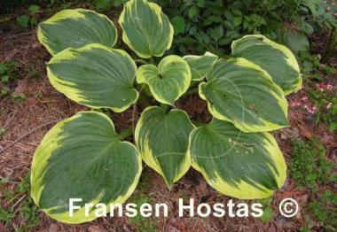Hosta Daddy Boomer