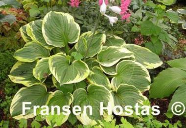 Hosta Daddy Boomer