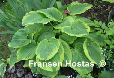 Hosta Daddy Boomer