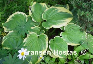 Hosta Daddy Boomer