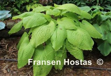 Hosta Dahlonega