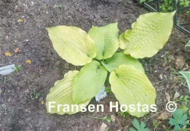 Hosta Dahlonega