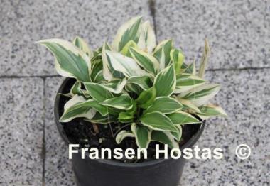 Hosta Daisy Doolittle