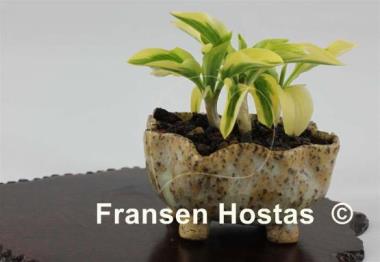 Hosta Daisy Doolittle