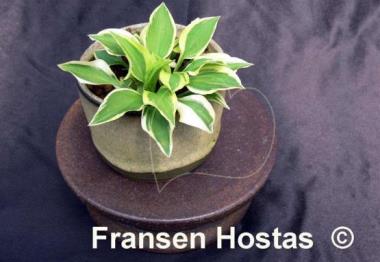 Hosta Daisy Doolittle